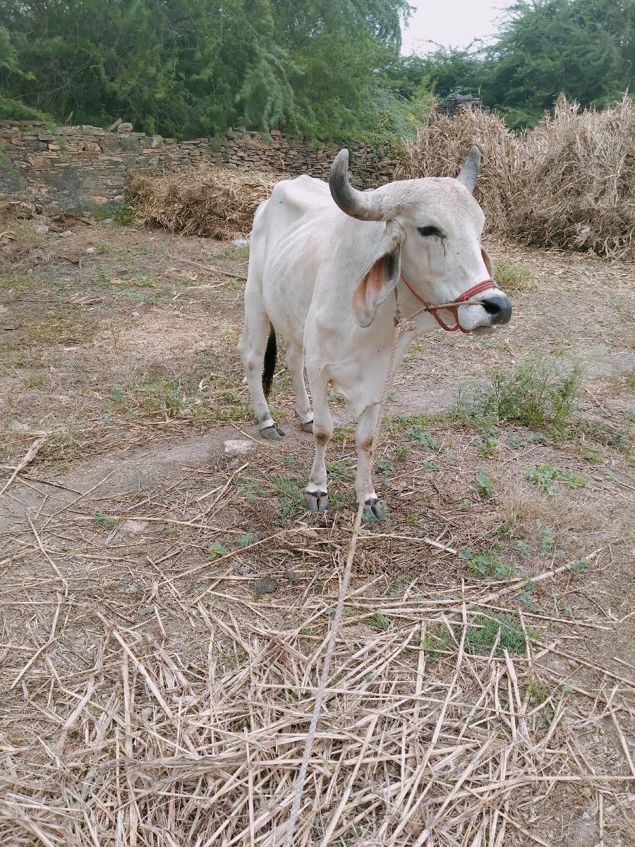 થંબનેલ 3