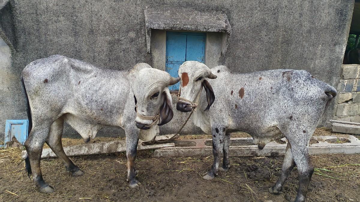 બળદ વેચવા ના છે ચાલુ ગાડે છે