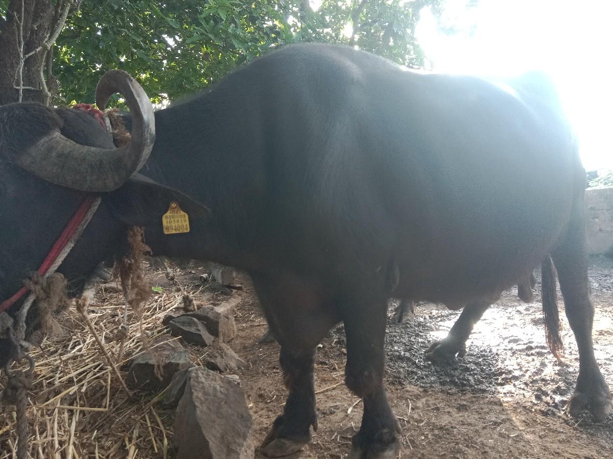 થંબનેલ 3