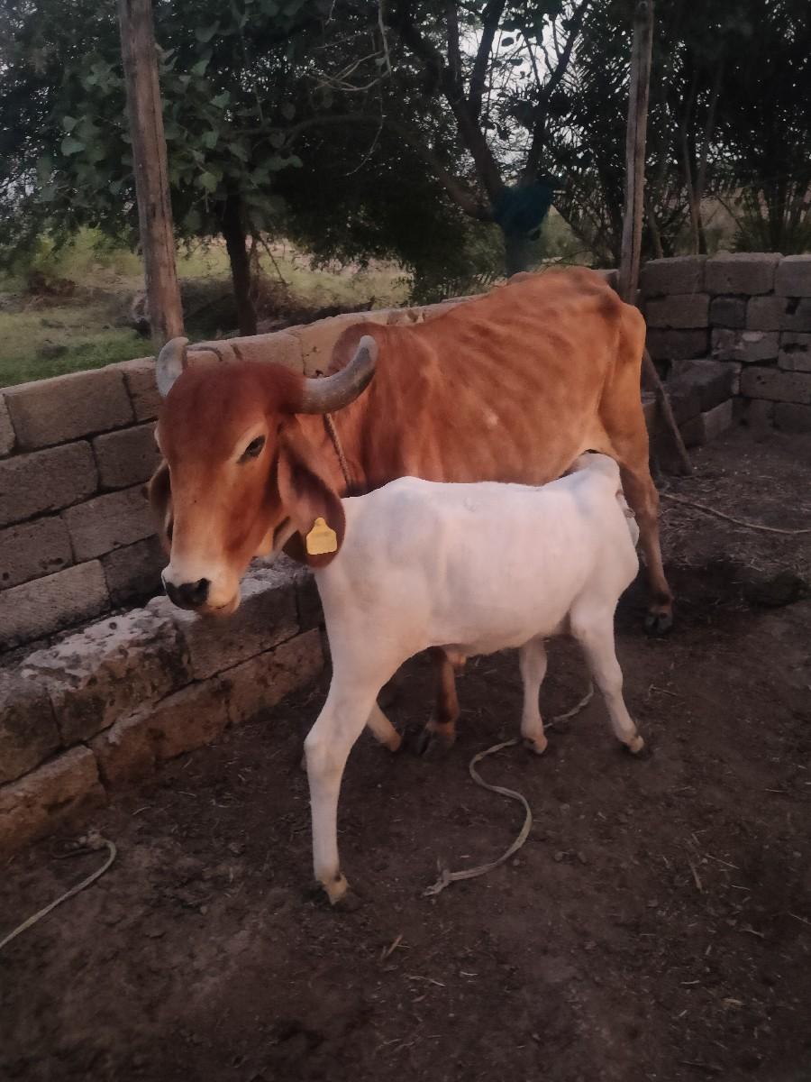 થંબનેલ 3