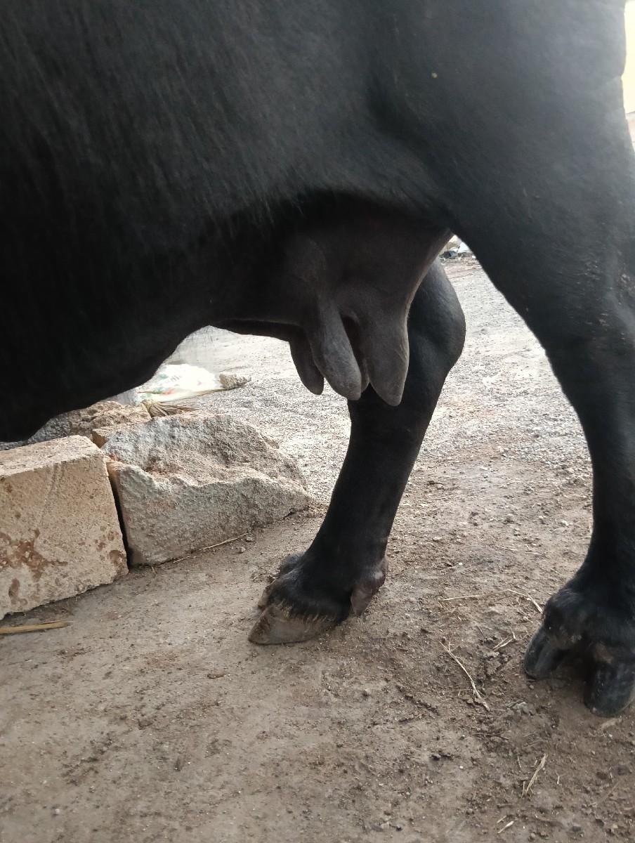 થંબનેલ 3