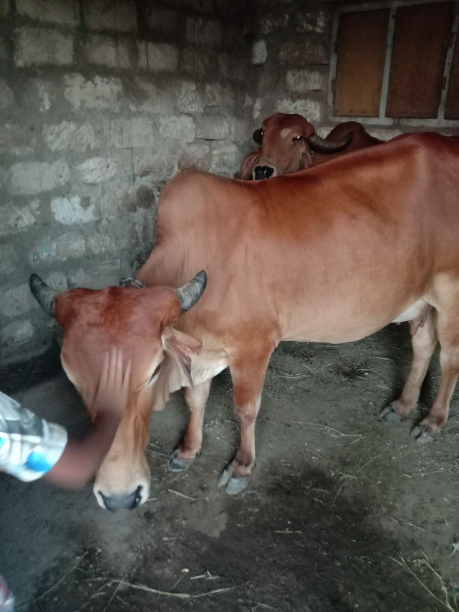 થંબનેલ 3