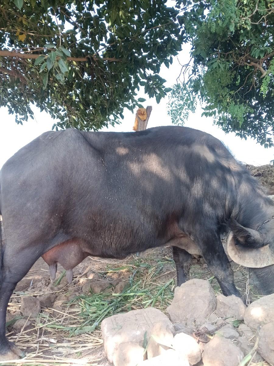 થંબનેલ 3