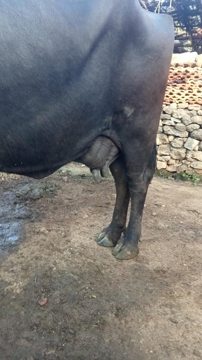 થંબનેલ 2