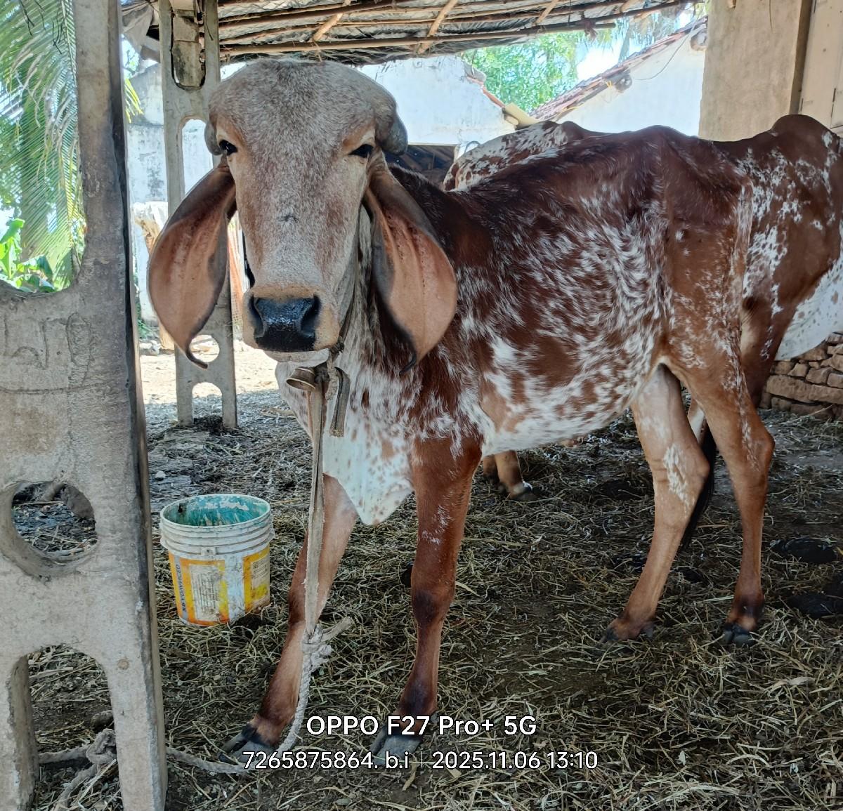 થંબનેલ 2