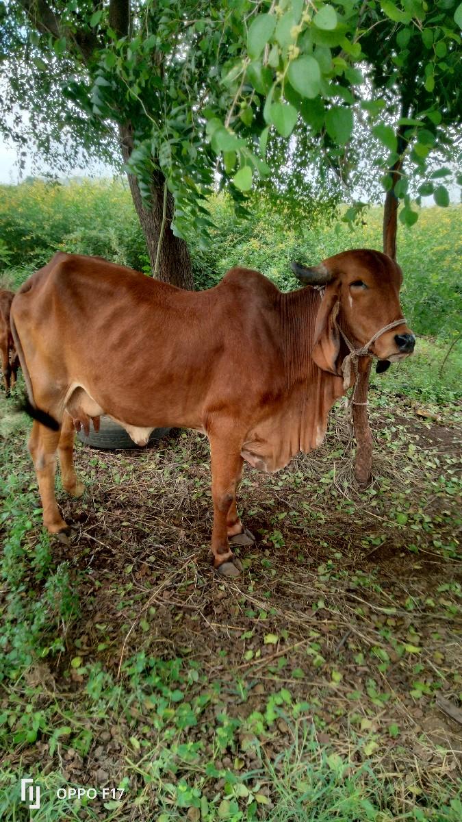 થંબનેલ 2