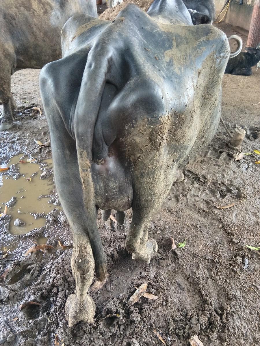 થંબનેલ 3