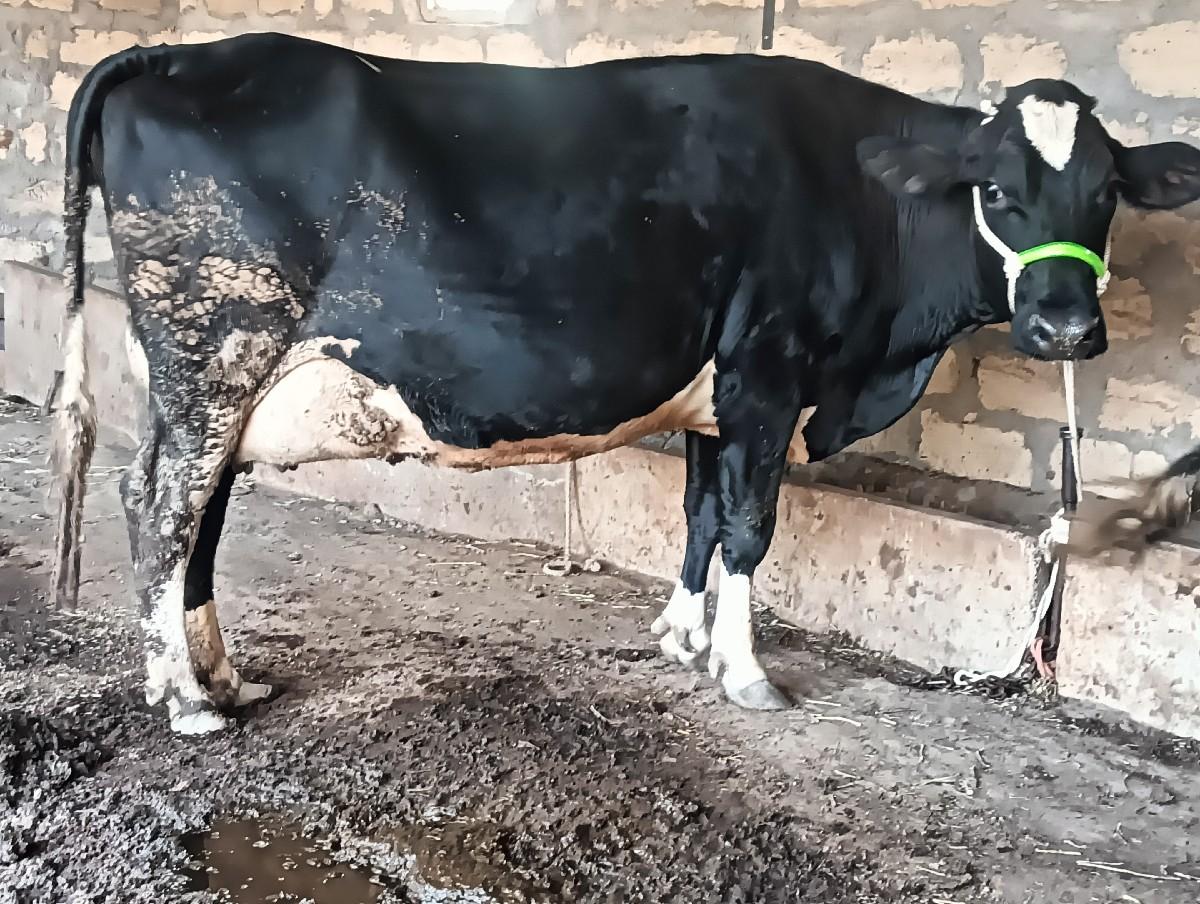 થંબનેલ 3