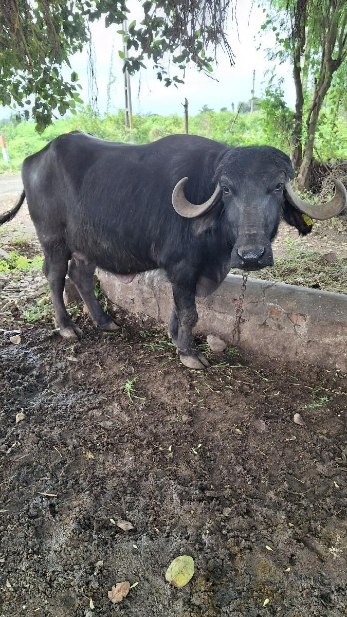 થંબનેલ 2