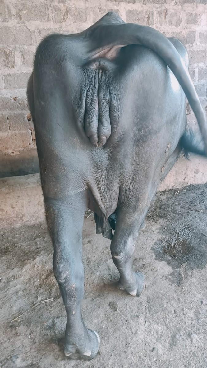 થંબનેલ 3