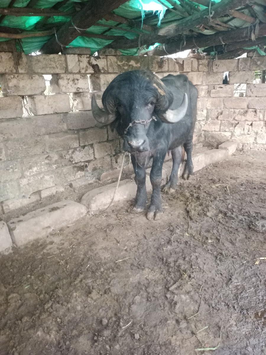 થંબનેલ 2