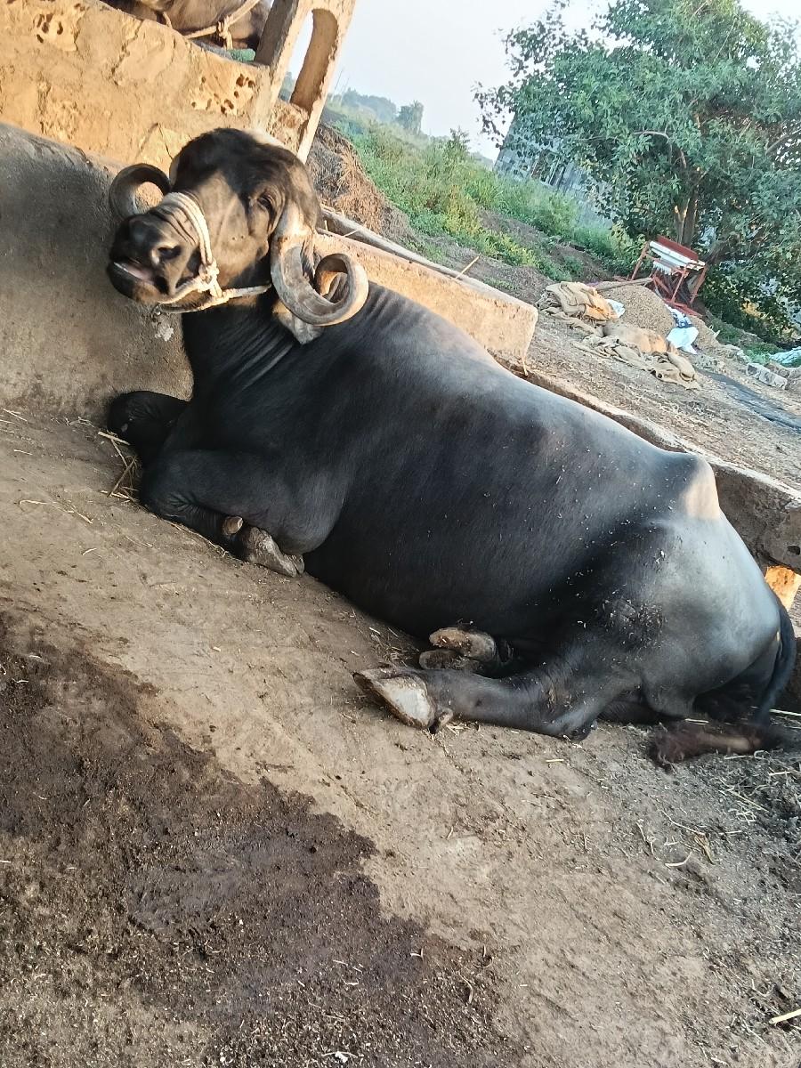 ત્રીજા વૅતર મા ભેંસ