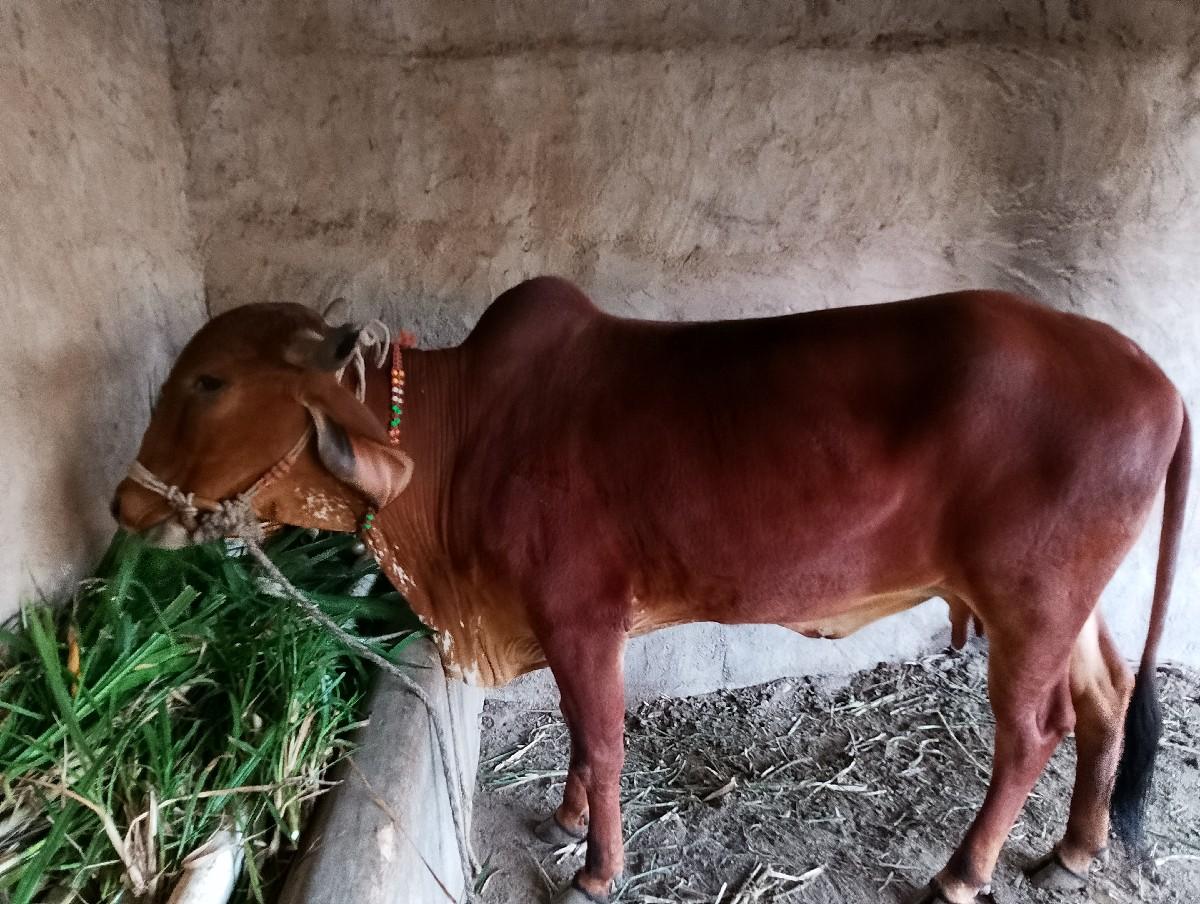 થંબનેલ 3