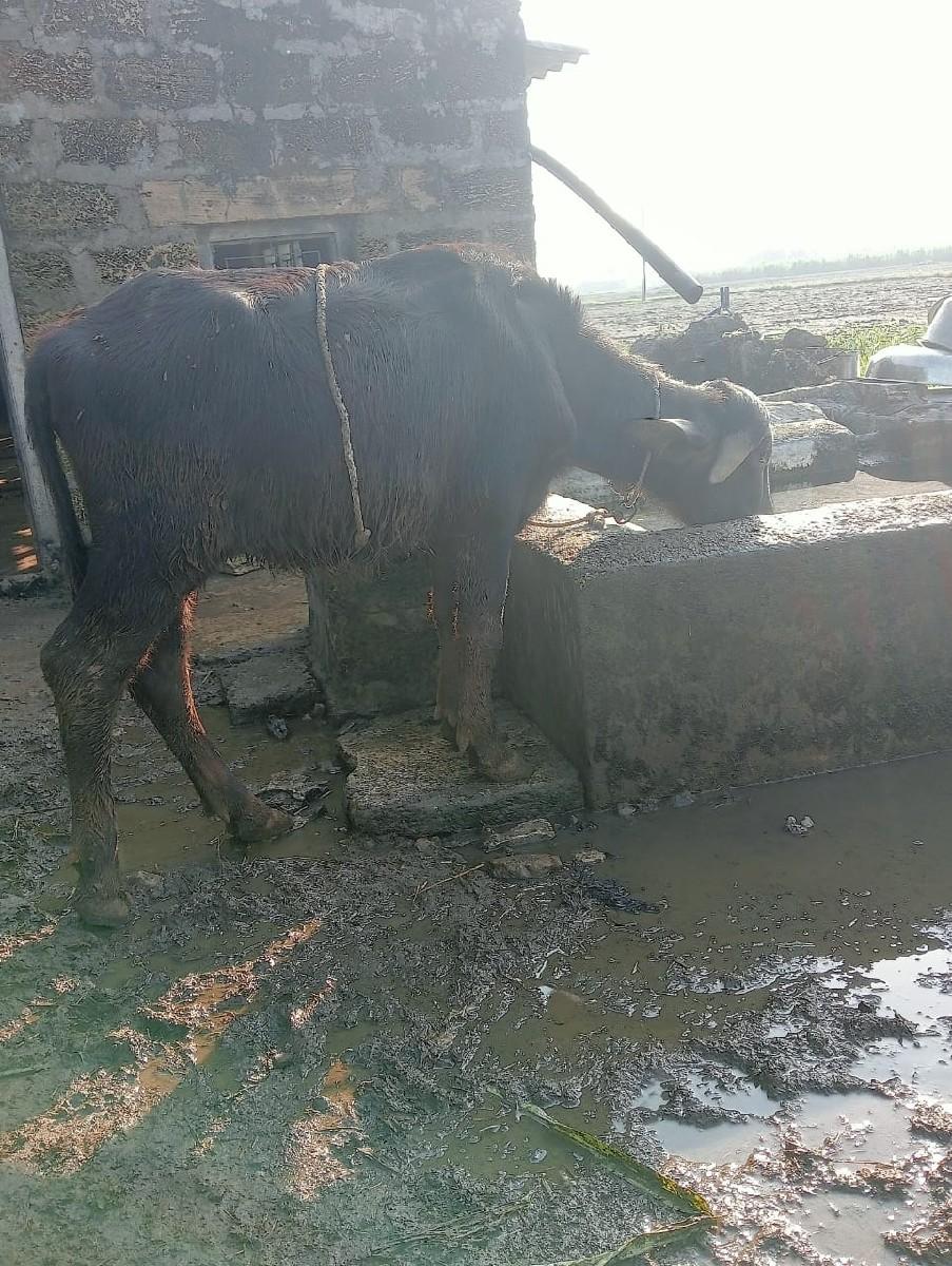 થંબનેલ 3