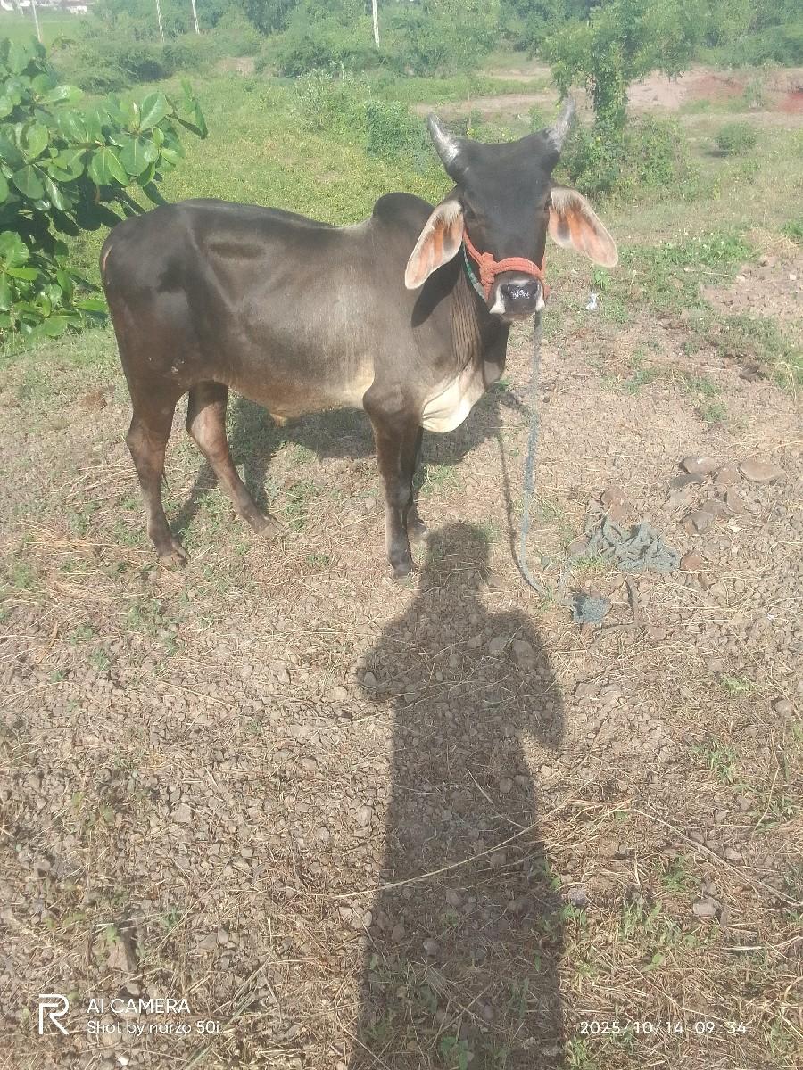 થંબનેલ 2