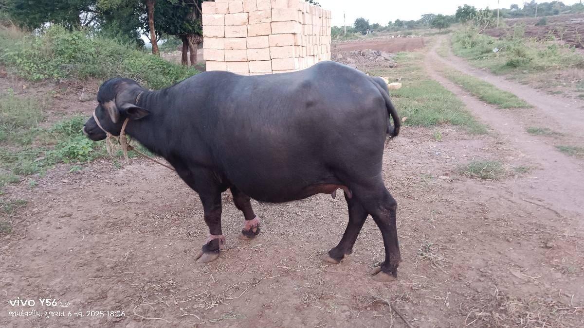 થંબનેલ 3