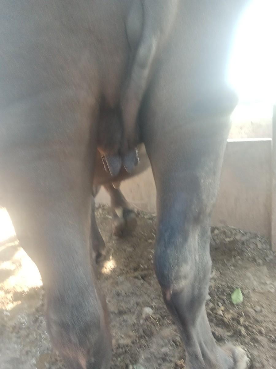 ખણેલી વેચવાની છે