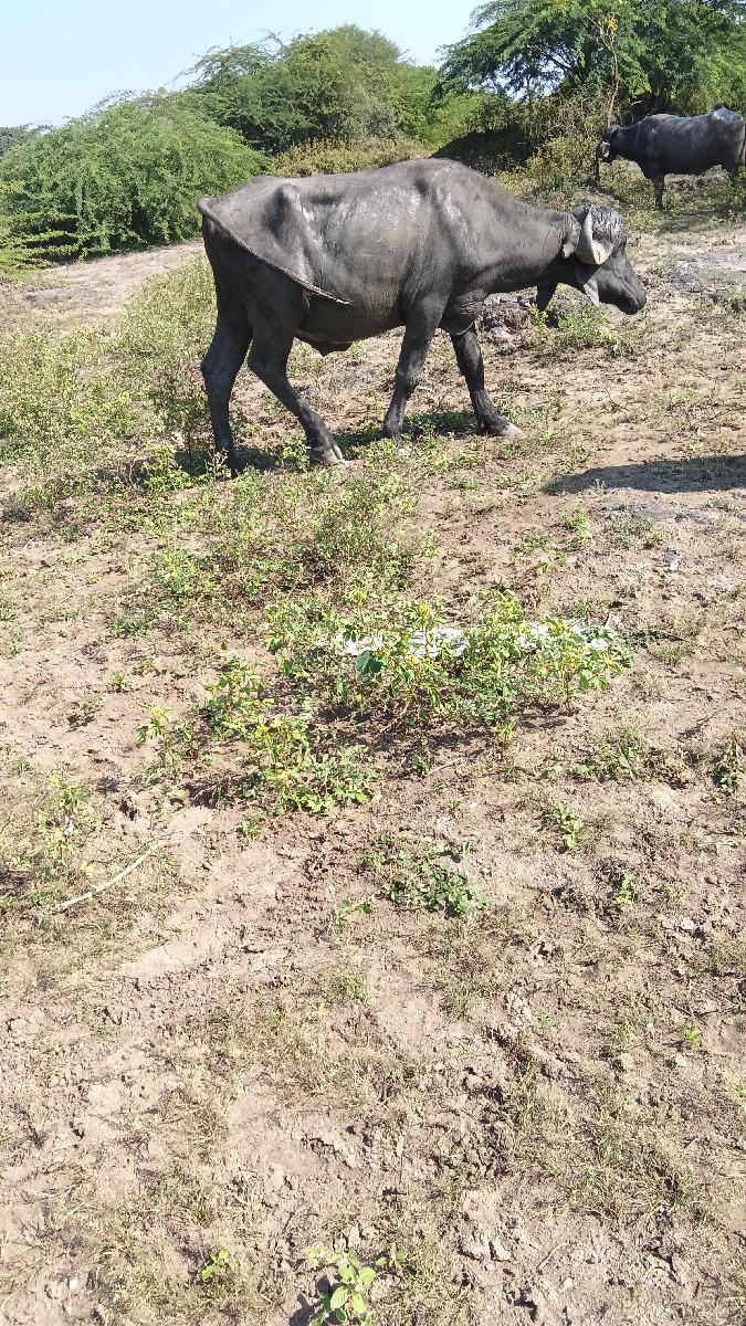 salu tavani tyari se