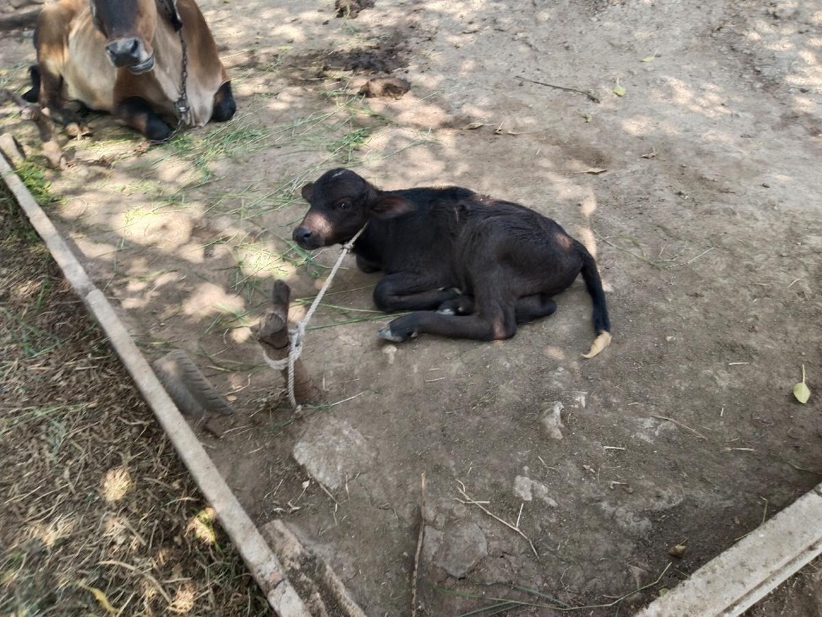 થંબનેલ 2