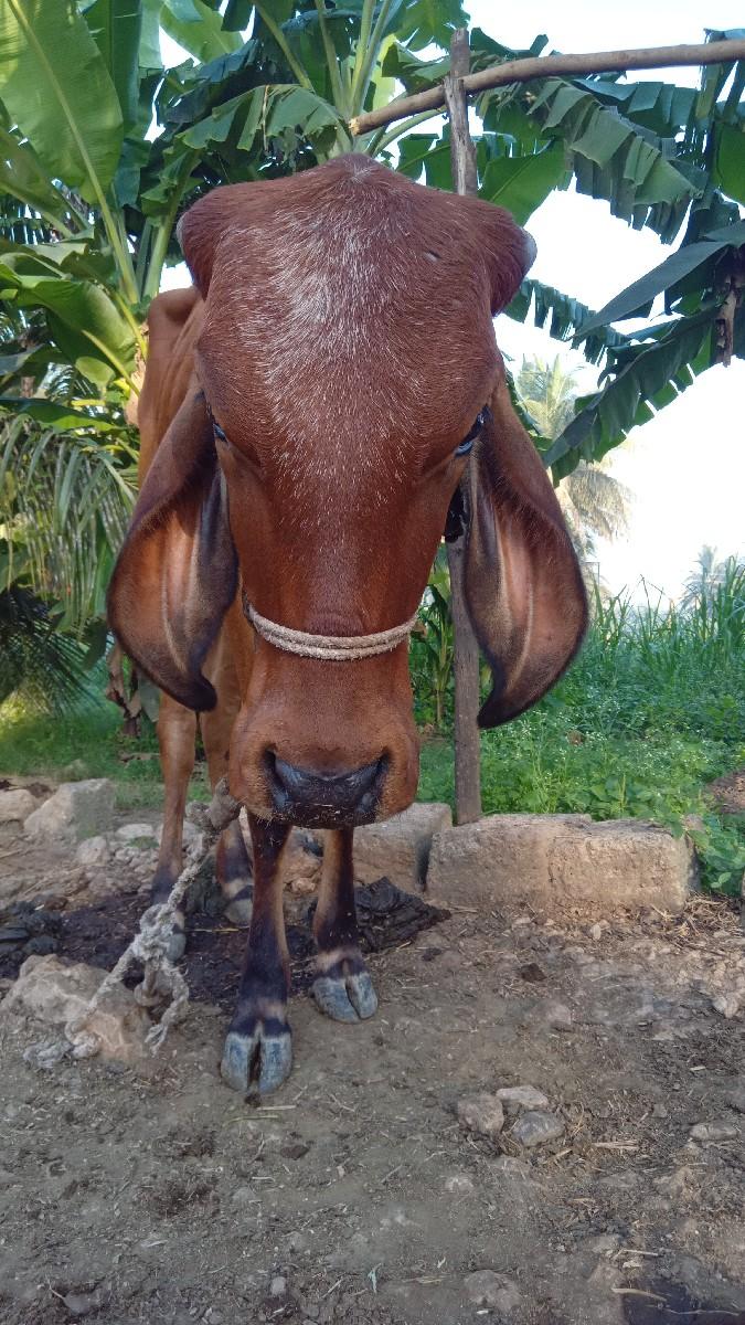 દેશી હોડકી દેવાની છે