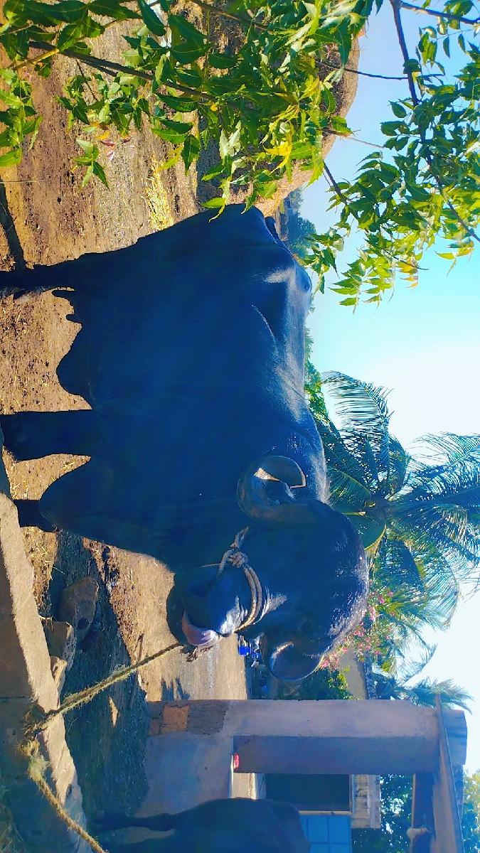 થંબનેલ 3