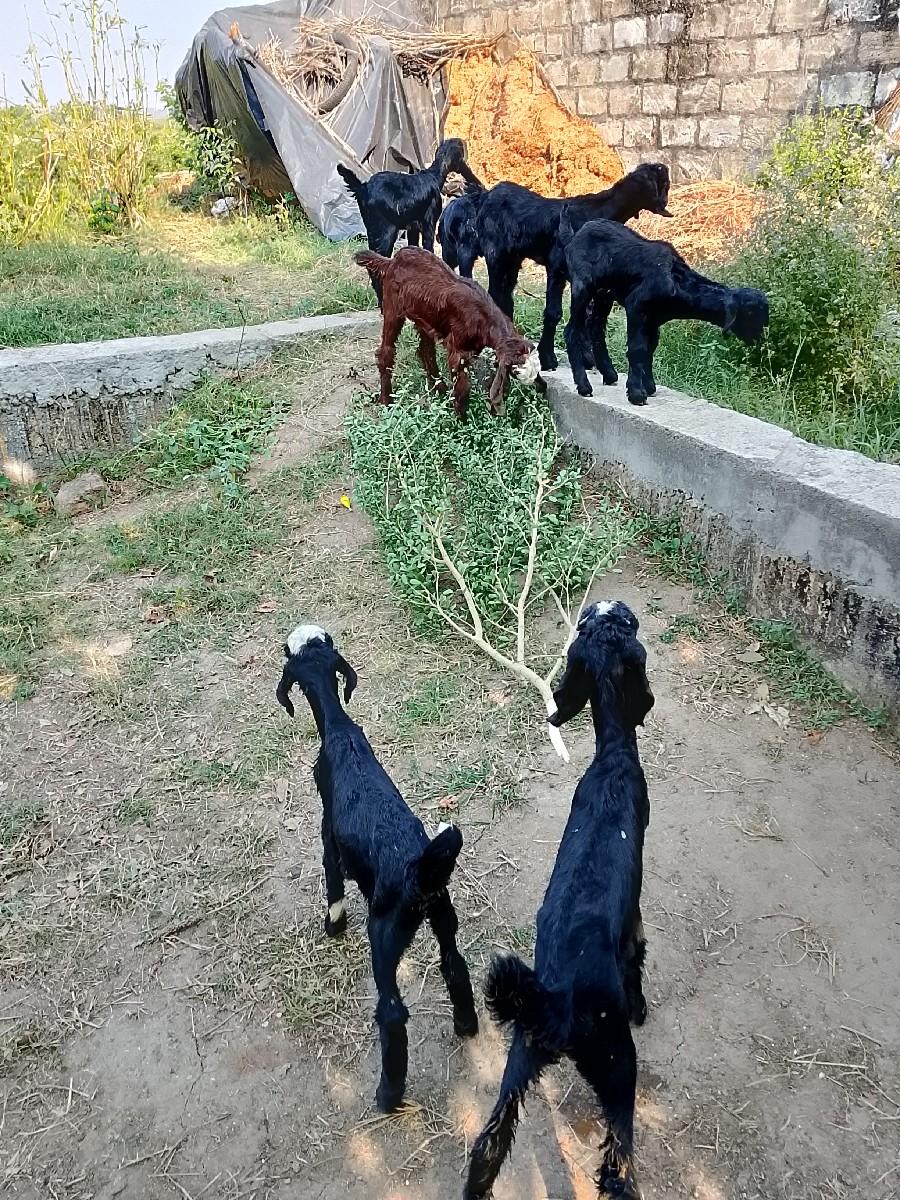 થંબનેલ 3