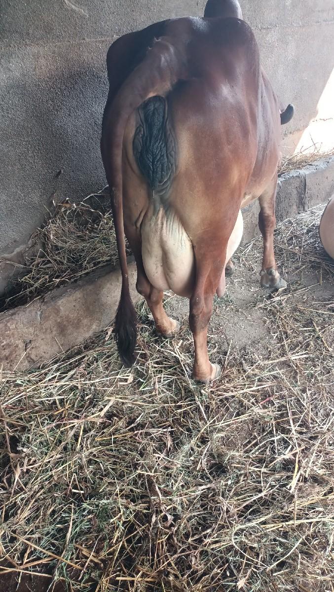 ગાય 🐄