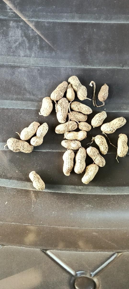 જી 20 મગફળી