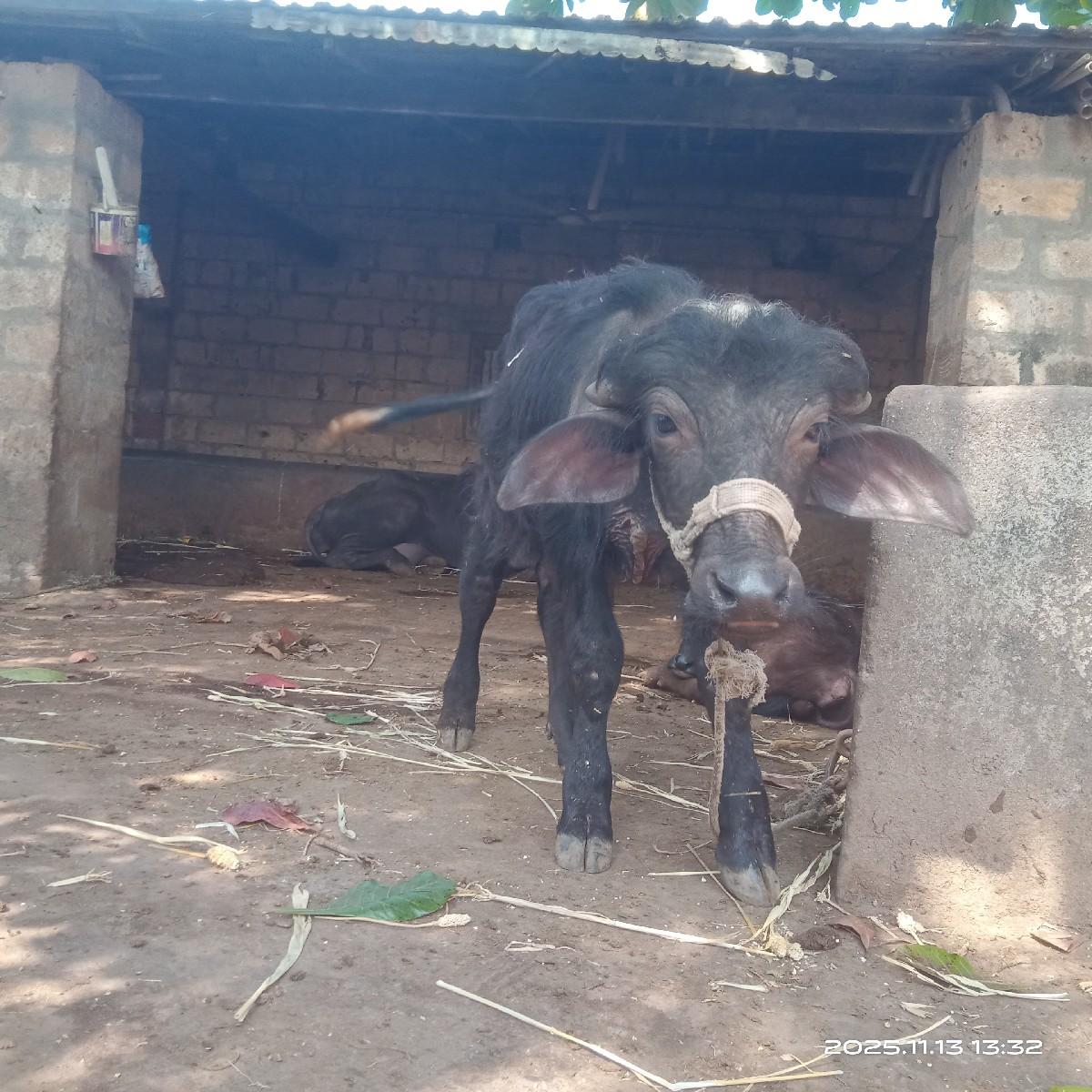 થંબનેલ 2