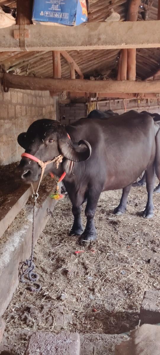 સાજે વિયાગેલ છે