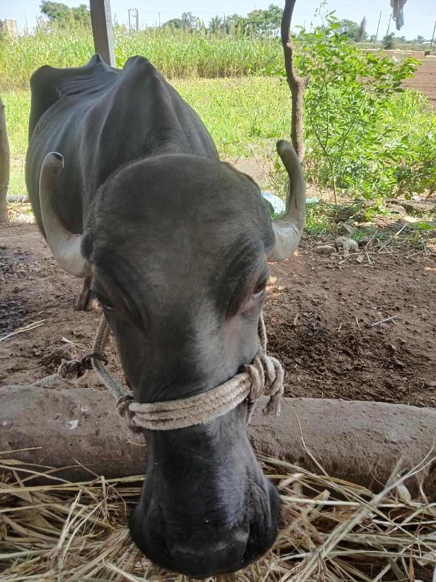 ભૂરી ભેસ વેચવાની છે