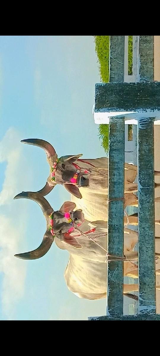 haradiya marva Bhiwani javabdari