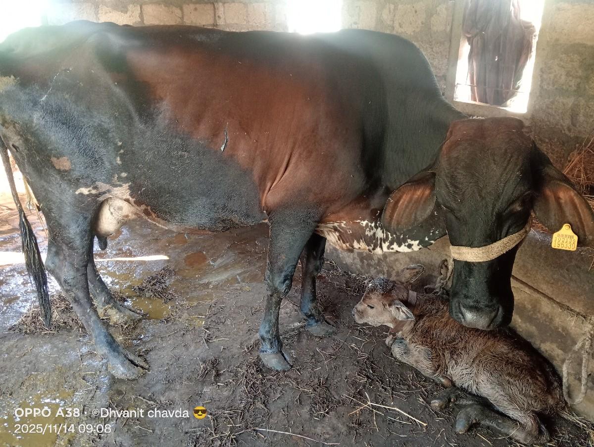 જર્સી ક્રોસ ગાય વેચવાની છે.