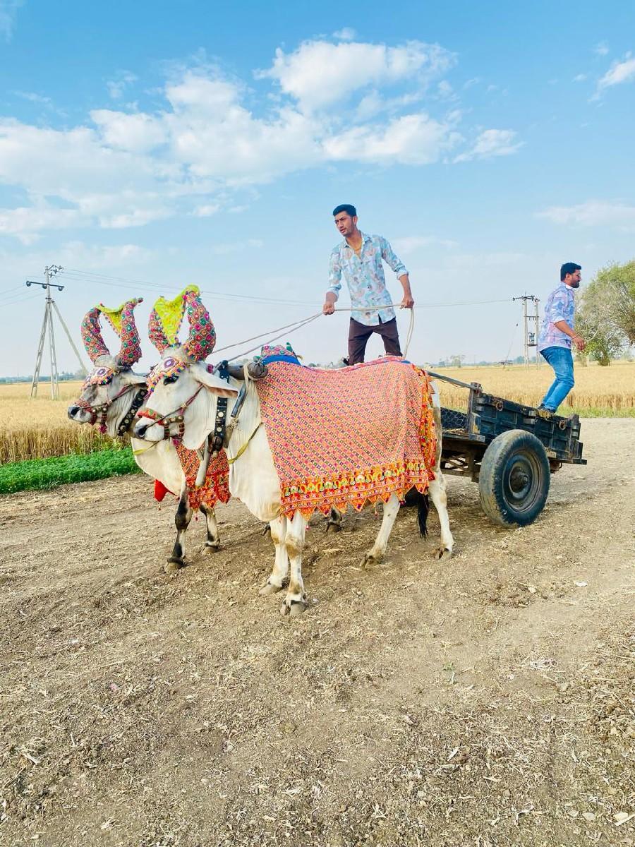 બળદ વેચવાના છે