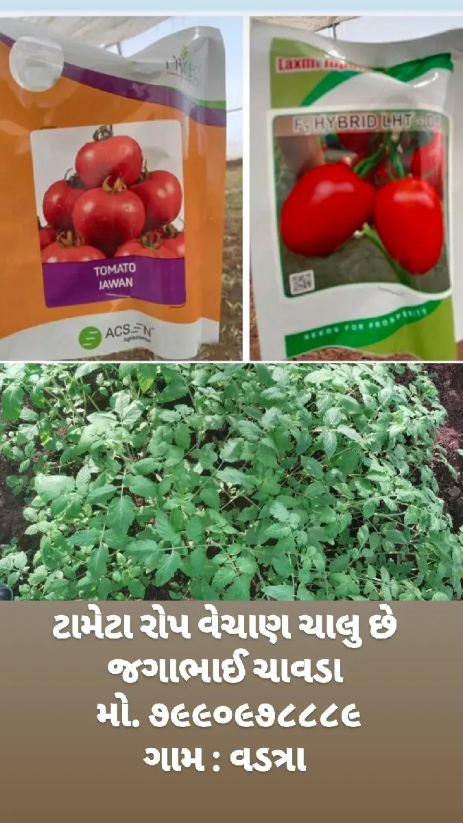 ટામેટા રોપ વેચવાના છે