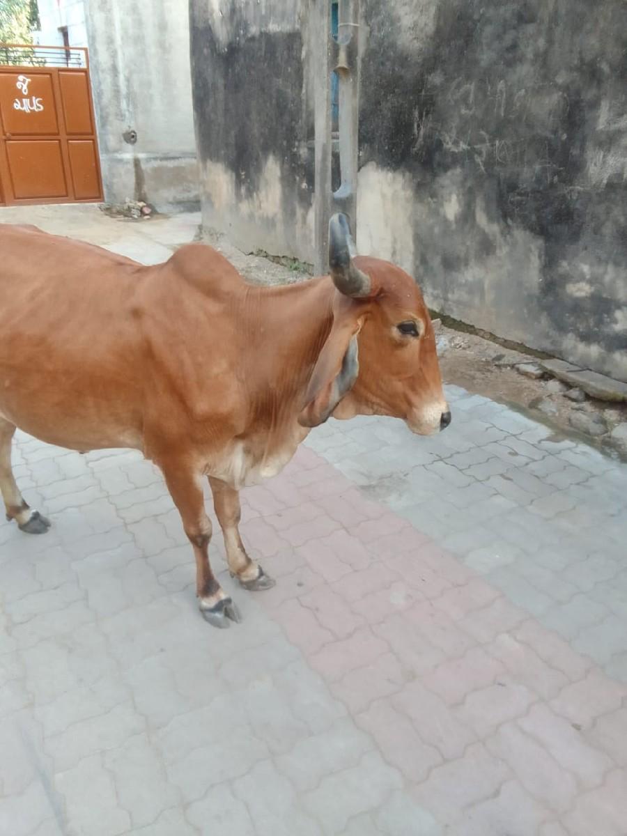 થંબનેલ 2