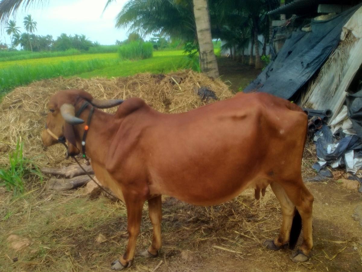 gay Vaswani se  nvmMahina sal