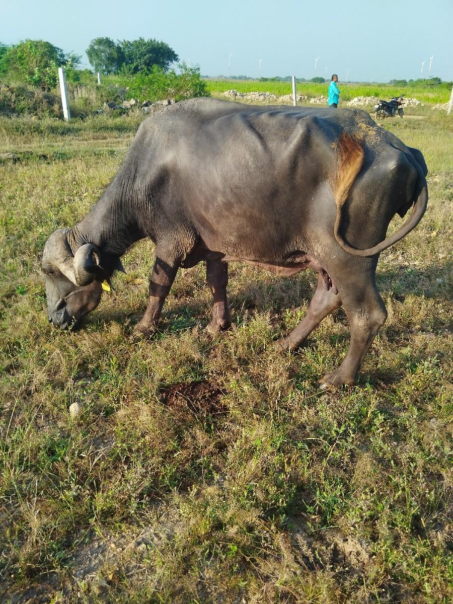 થંબનેલ 2