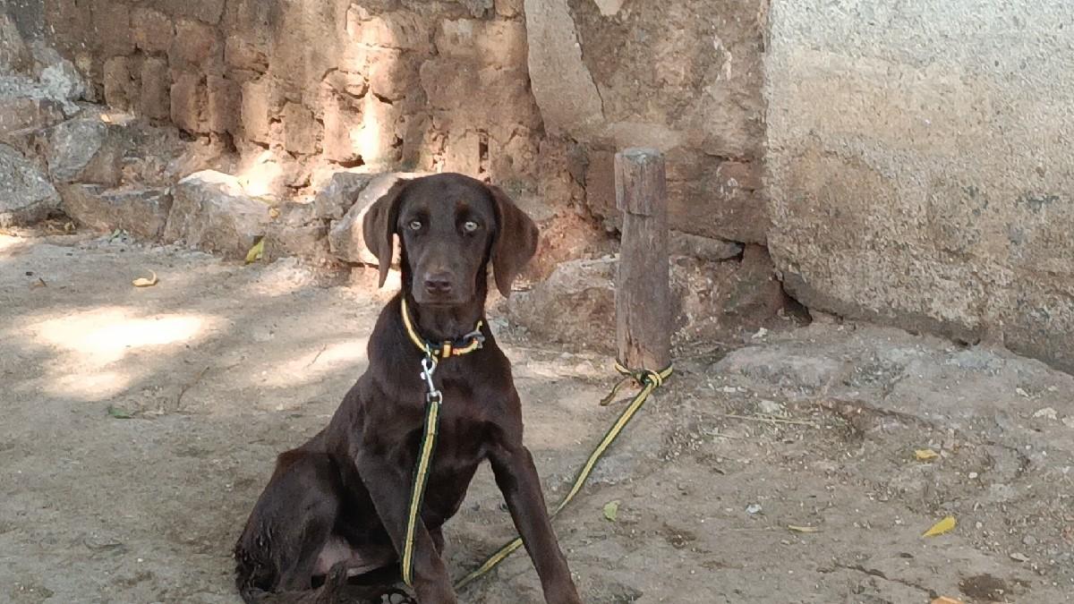 લેબરા ફીમેલ 6 મહીના નીછે