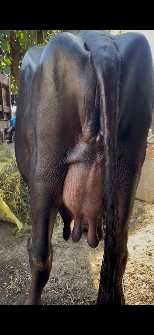 થંબનેલ 2