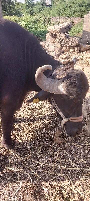 થંબનેલ 2