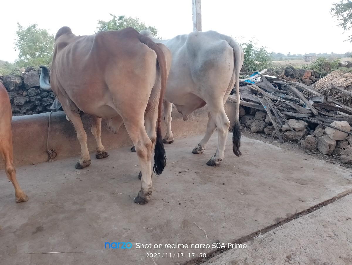 થંબનેલ 3