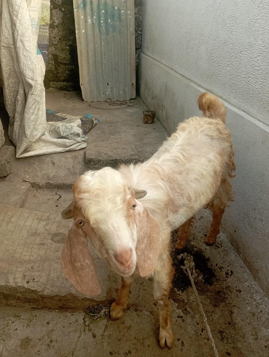 થંબનેલ 2