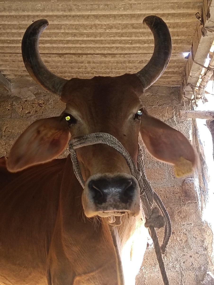 ગાય વેચવાની છે