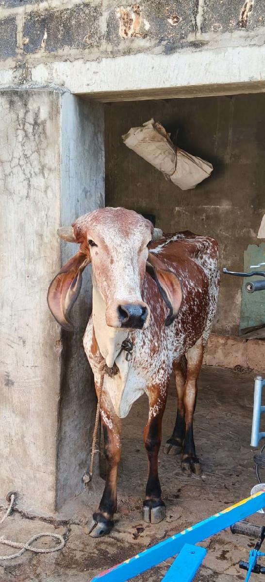 થંબનેલ 2