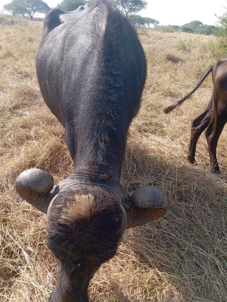 આ ભેસ વેચવાની છે