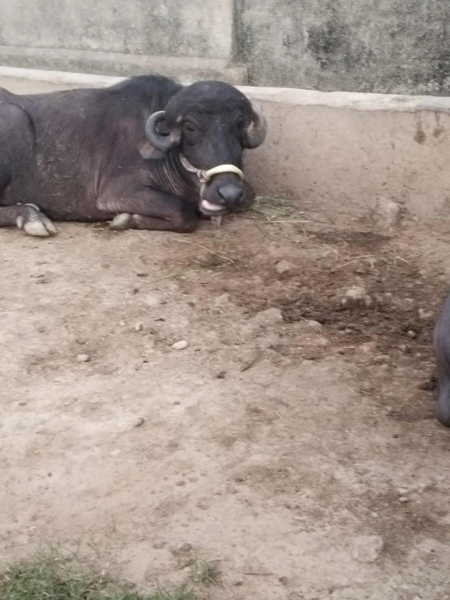 થંબનેલ 3