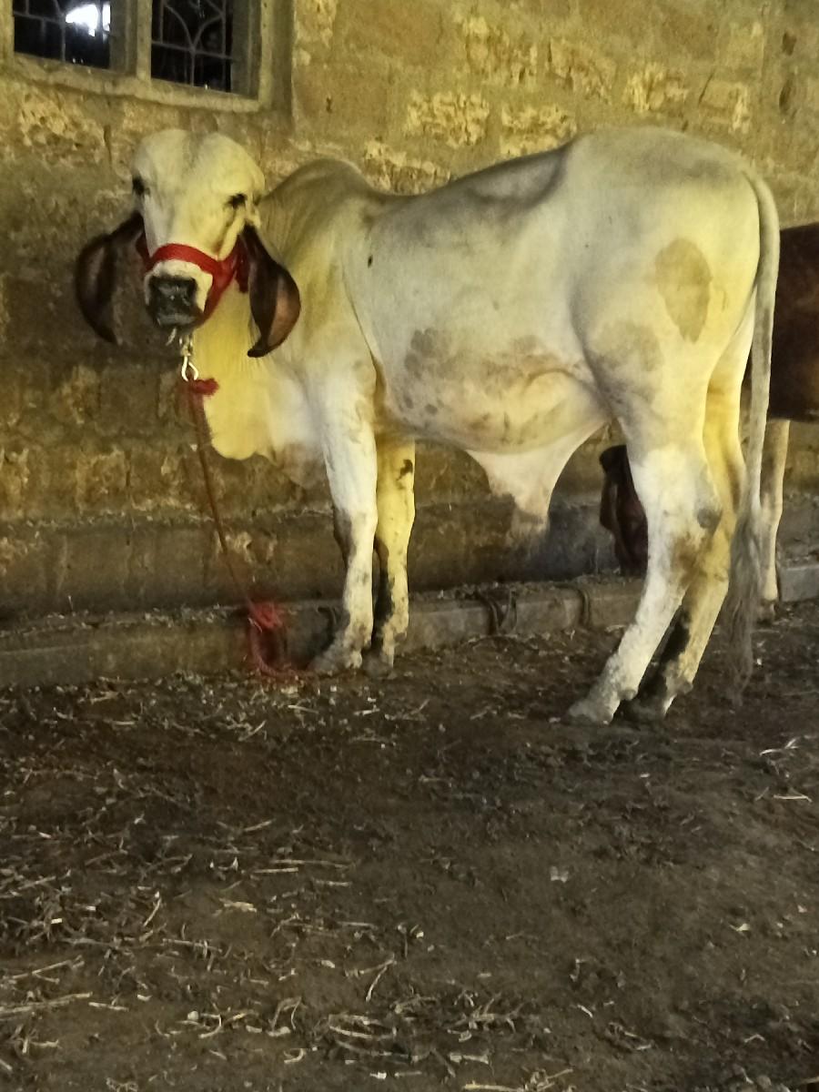 થંબનેલ 3