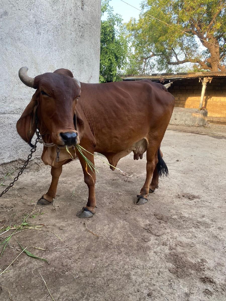 થંબનેલ 2