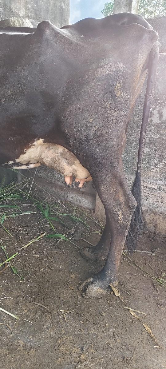 ગાય વેચવાની છે